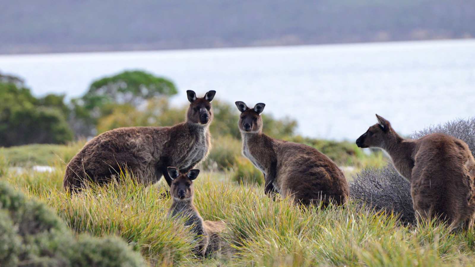Kangaroo Island