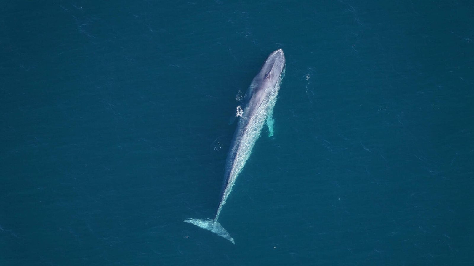 blue whale