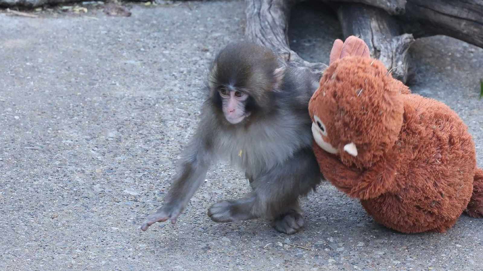 Young Japanese macaque resting