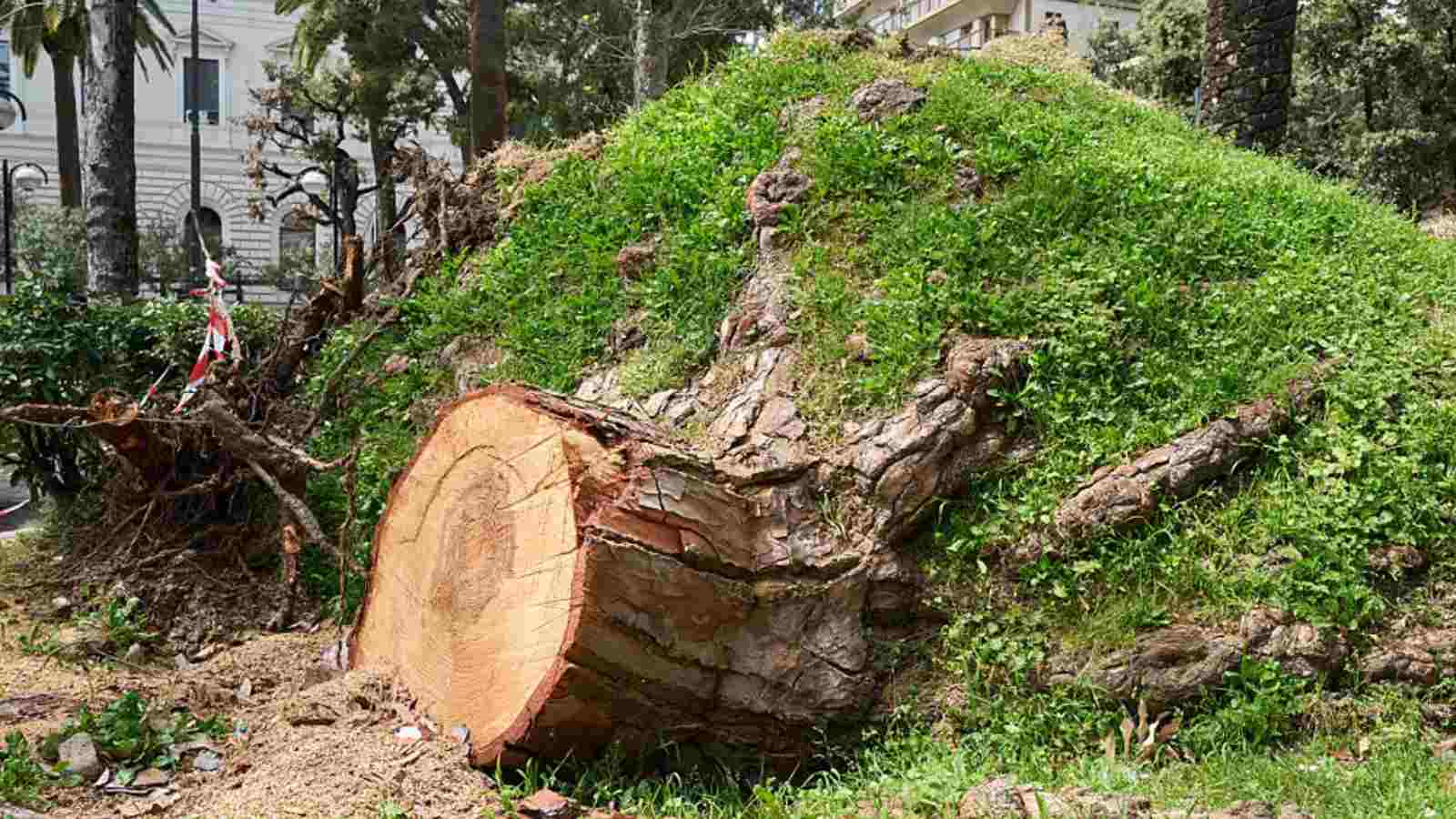 cut tree