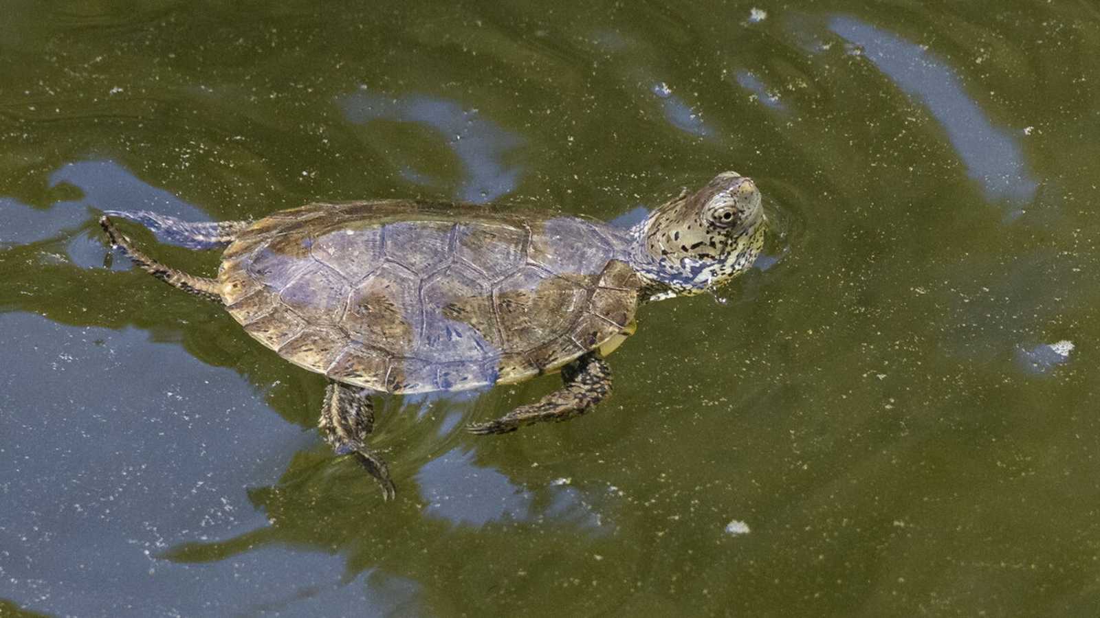 A southwestern pond turtle swimming in murky water during a conservation release program