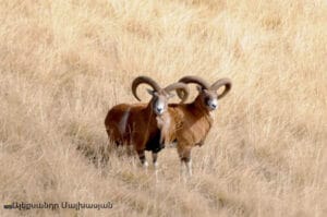 Armenian Mouflon Recorded in Zangezur Biosphere Complex