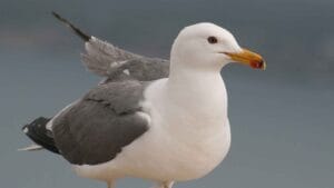 Armenian Gull: The Symbolic Bird of 2025