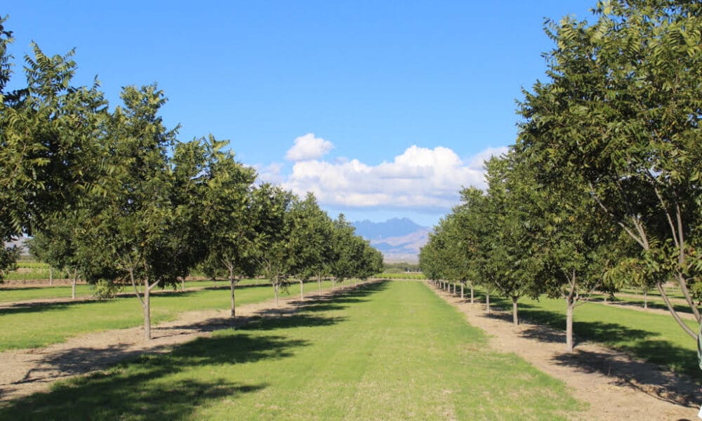 Hectares of Orchards