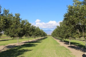 Can Armenia’s 5-Year Plan Achieve the Goal of 1000 Hectares of Orchards Annually?