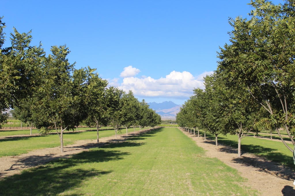 Can Armenia’s 5-Year Plan Achieve the Goal of 1000 Hectares of Orchards Annually?