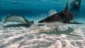 Overfishing Has Halved Shark and Ray Populations Since 1970