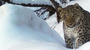 Neo Leopard Spotted Again in Khosrov Forest Reserve