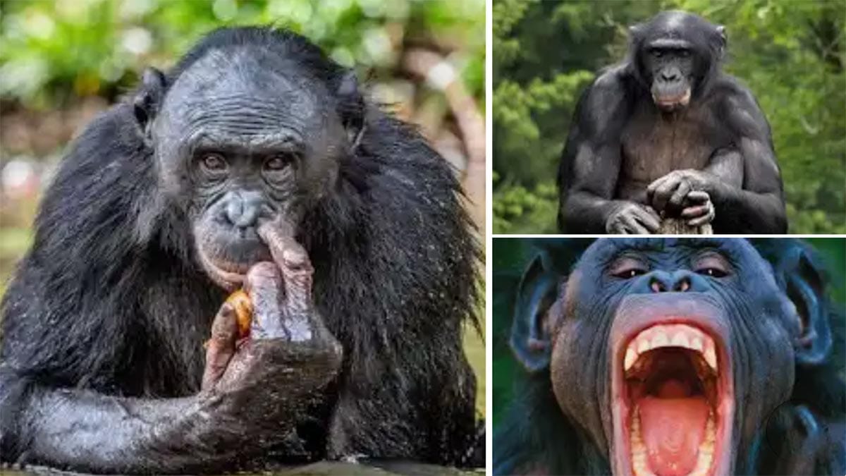 Apes Show They Understand When Humans Don’t Know Something: New Insights into Animal Cognition