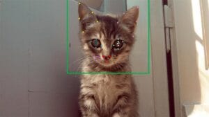 Artificial Intelligence: The Animal Face Reader