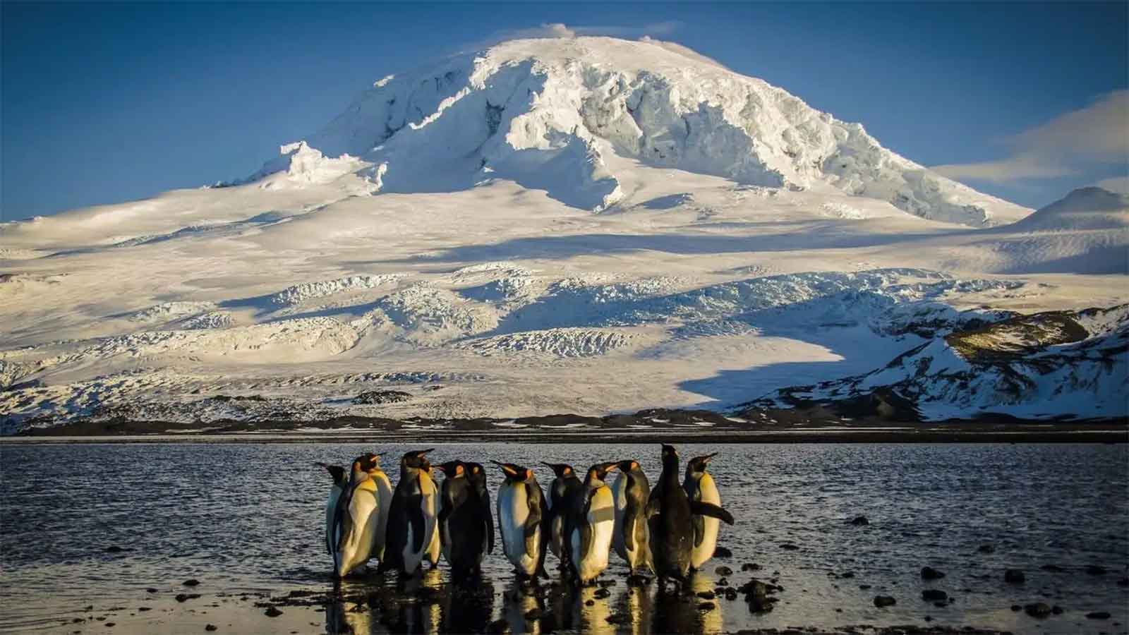 Islands of Penguins and Seals