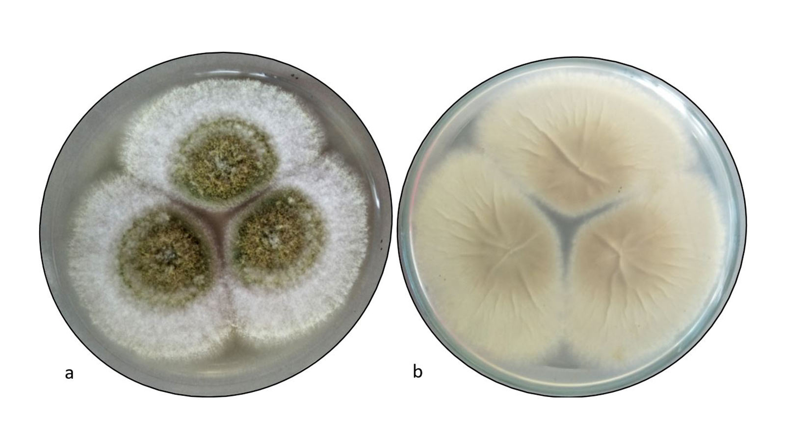 Fungus Once Feared as ‘Curse’ Could Transform Cancer Treatment