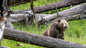 Concerns Grow Over Missing Yellowstone Grizzly Bear ‘Raspberry’