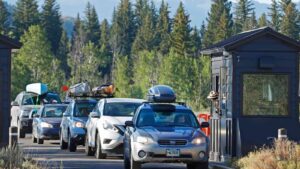 Wildlife Behavior at Yellowstone Sparks Controversy Amid Misinformation