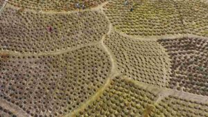 The Importance of Biodiversity for Human Survival