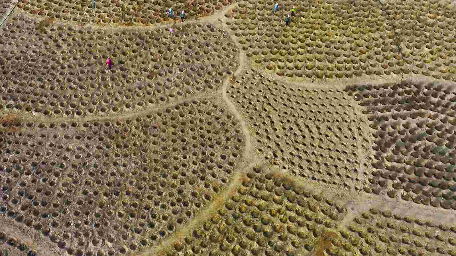 Biodiversity is essential for maintaining the health of ecosystems, food security, and human well-being. It supports vital ecological services, including pollination, water purification, and climate regulation, while serving as a foundation for medicines and sustainable livelihoods.