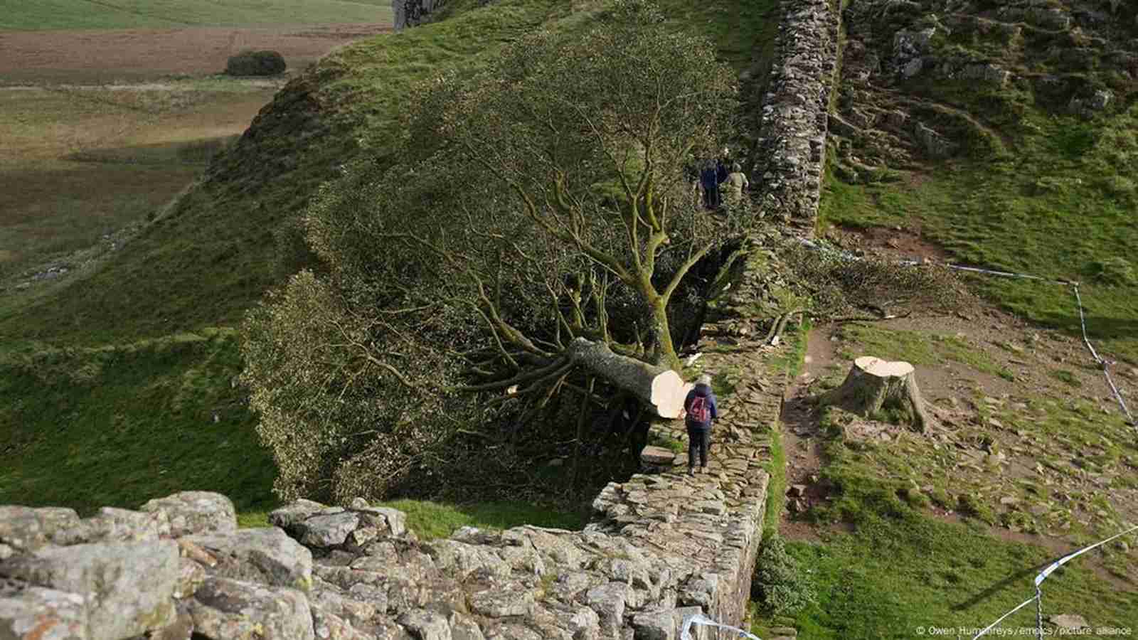 Sycamore Gap Vandals Sentenced to Over Four Years in Prison