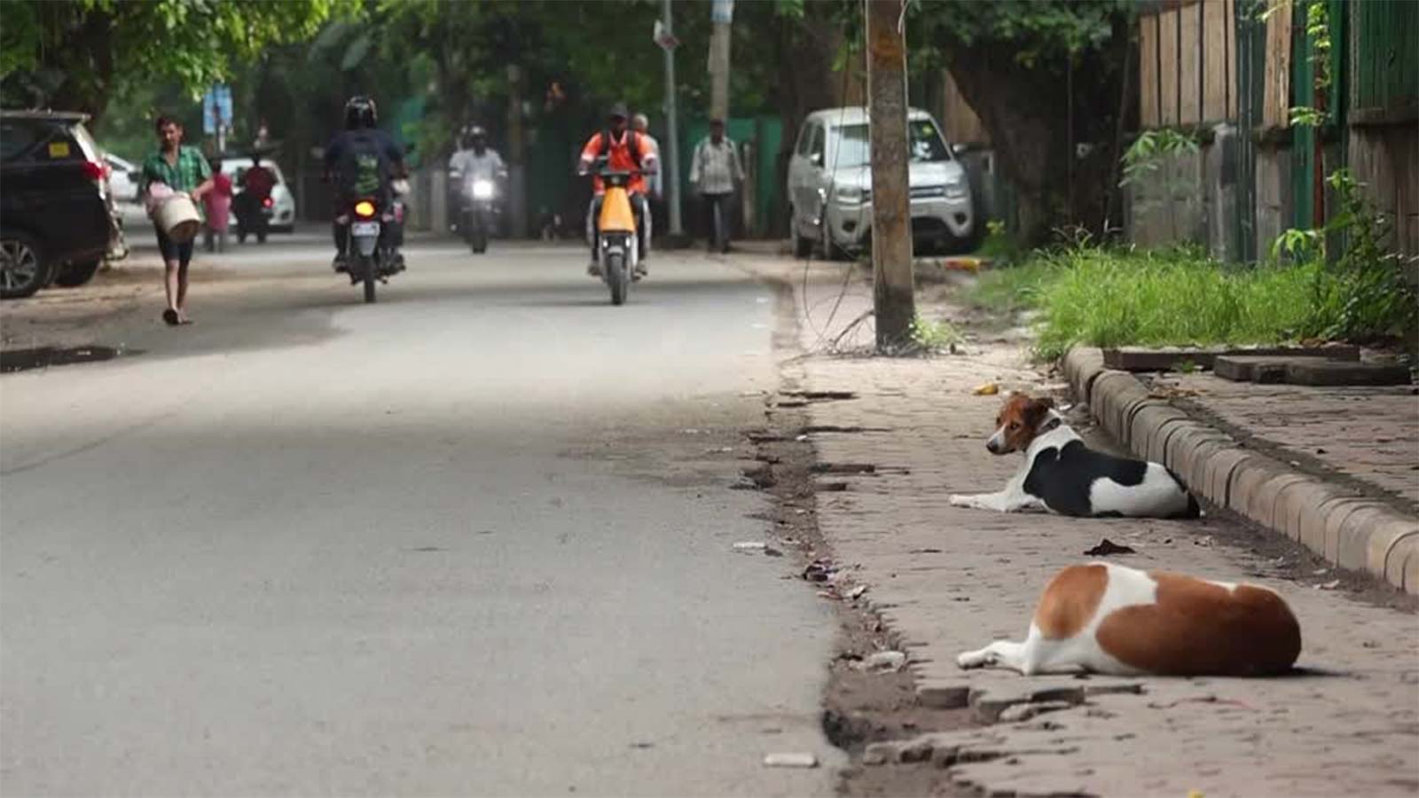 India’s Supreme Court Revises Stray Dog Policy Amid Public Backlash