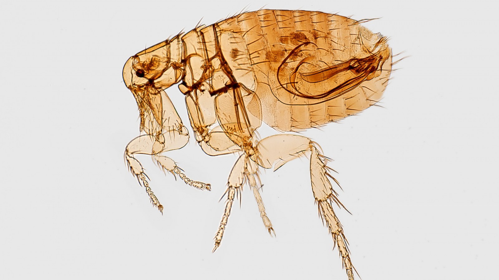 Bubonic Plague Case Reported in California Sparks Public Health Concerns