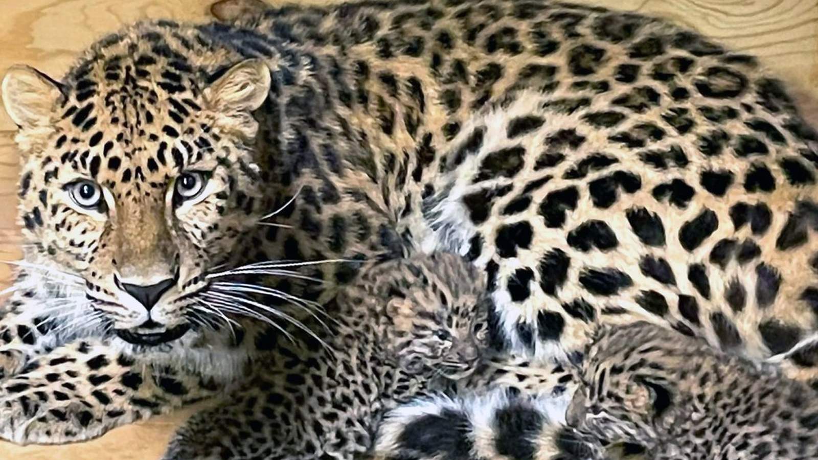 Danish Zoo Appeals for Pet Donations to Feed Predators