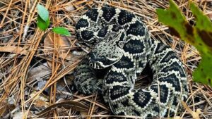 Tragic Snakebite Incident Highlights Tennessee’s Venomous Wildlife Risks
