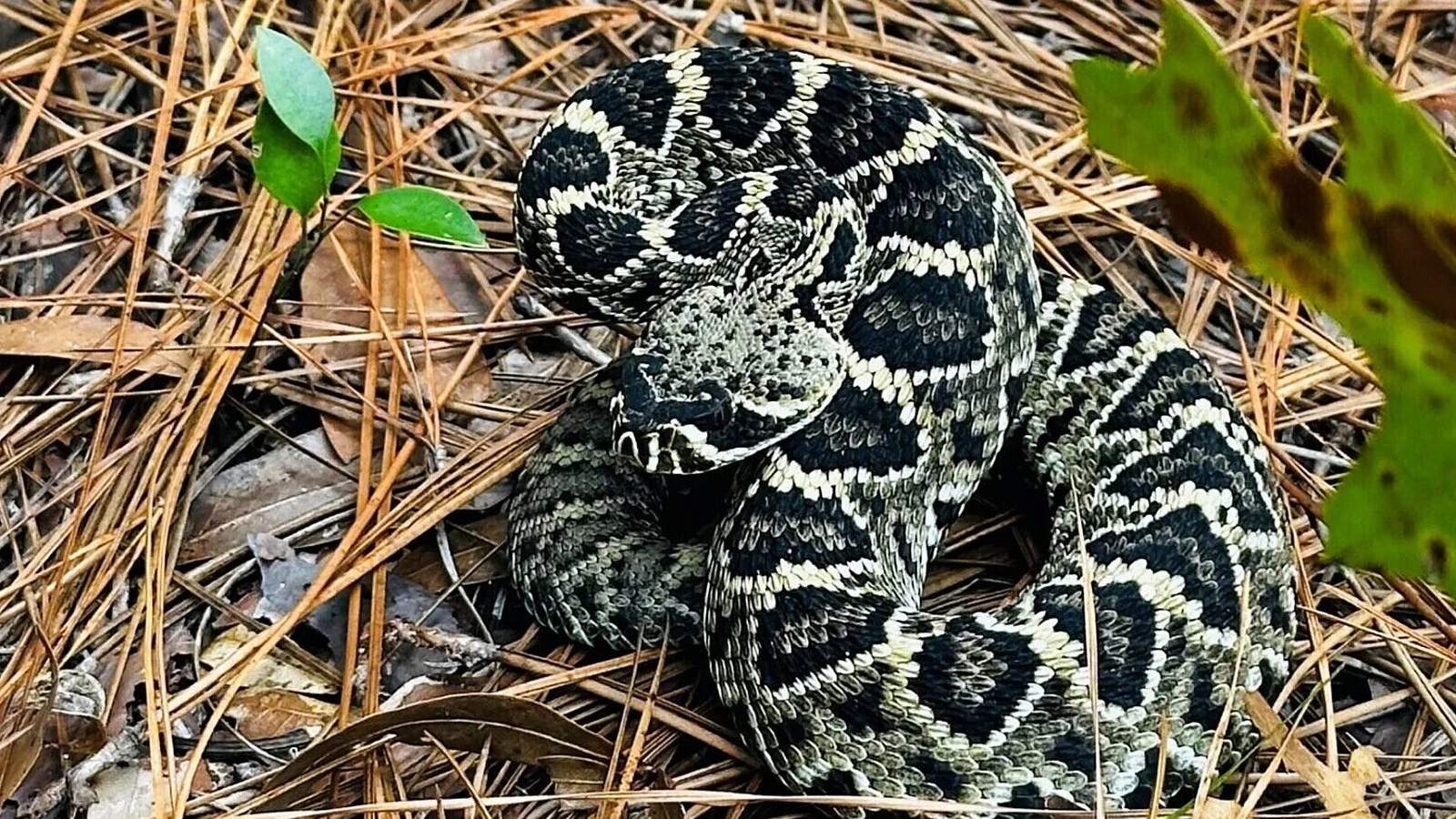 A hiker tragically lost their life after a venomous snakebite at Savage Gulf State Park in Tennessee. This incident underscores the importance of wildlife awareness in the region, which is home to four venomous snake species.