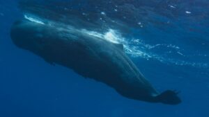 The Silent Seas: Blue Whales’ Decline in Vocalizations Signals an Environmental Crisis