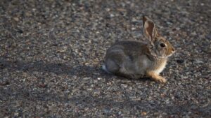 Rabbits with Tentacle-Like Growths Spark Viral Reactions and Scientific Insight