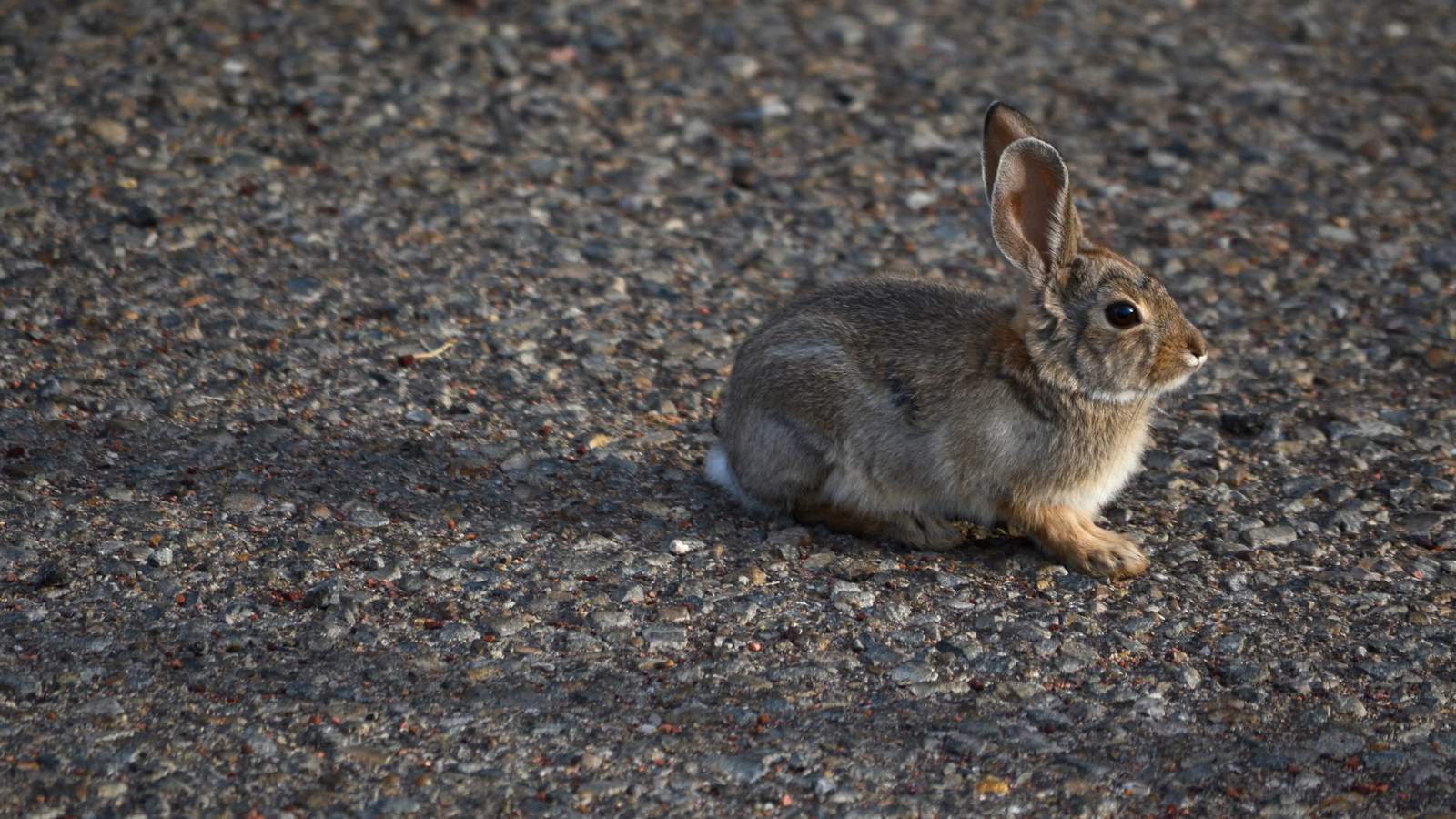 Rabbits in Colorado with tentacle-like growths on their faces, caused by the Shope papillomavirus, have captivated social media while raising questions about the virus's impact on wildlife and its ecological significance.