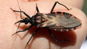 Kissing Bugs Spread Across Southern U.S., Raising Alarm Over Chagas Disease Risks