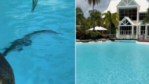 Crocodile Surprises Guests at Port Douglas Luxury Hotel Pool: Viral Video Highlights Wild Queensland