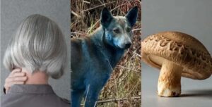 Chernobyl’s Blue Dogs: Mystery Solved, Science Debunks Radiation Fears