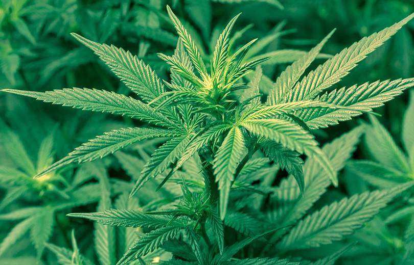 Թաիլանդում մարիխուանան օրինականացվել է