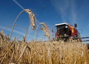 Գալիք տարում Շիրակի մարզում հացահատիկի