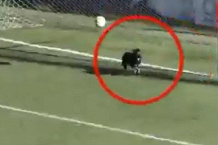 Ֆուտբոլի դաշտում հայտնված շունը թիմին փրկել է գոլից
