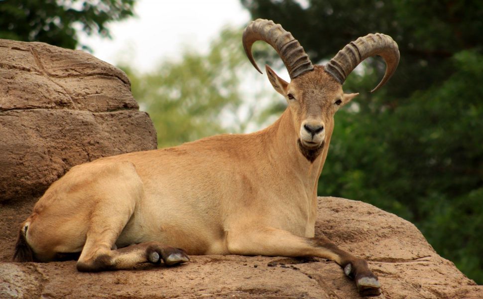 Կենդանաբանական այգում կրկին կենդանի է սատկել