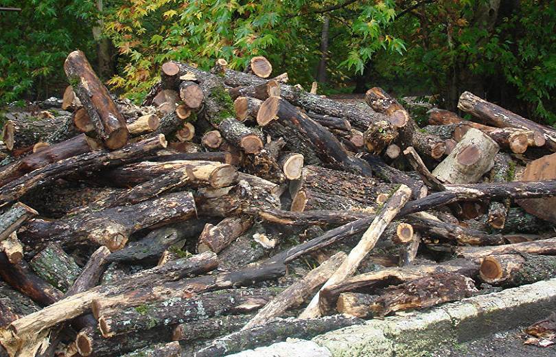 2018 թվականին ապօրինի հատվել է 5455 ծառ. «Հայանտառ»