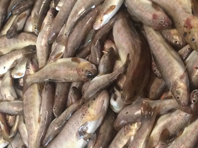 Սիգի ապօրինի արդյունահանման դեպքեր են բացահայտվել