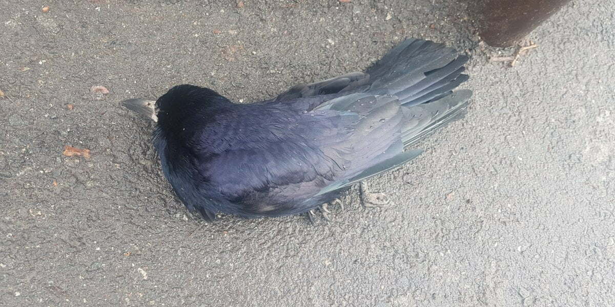 Կրկին թռչուն անկում է նկատվել Երևանում