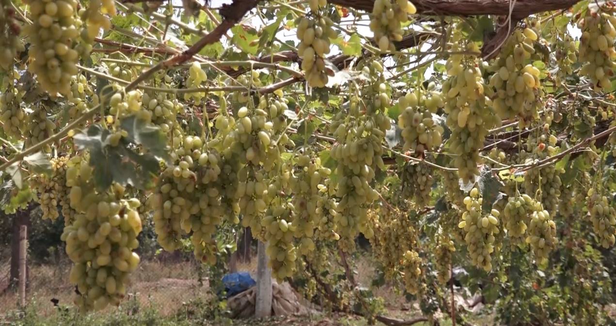 Հայաստանում առաջին անգամ գյուղատնտեսության ապահովագրական համակարգ կներդրվի