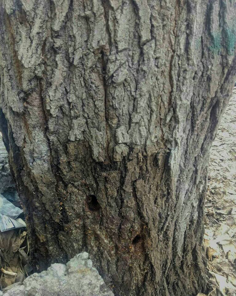 Կոմիտաս 41 հասցեի շենքի բակում անհայտ անձը ծառի բնամասում անցքեր է բացել, անհայտ ծագման հեղուկ լցրել