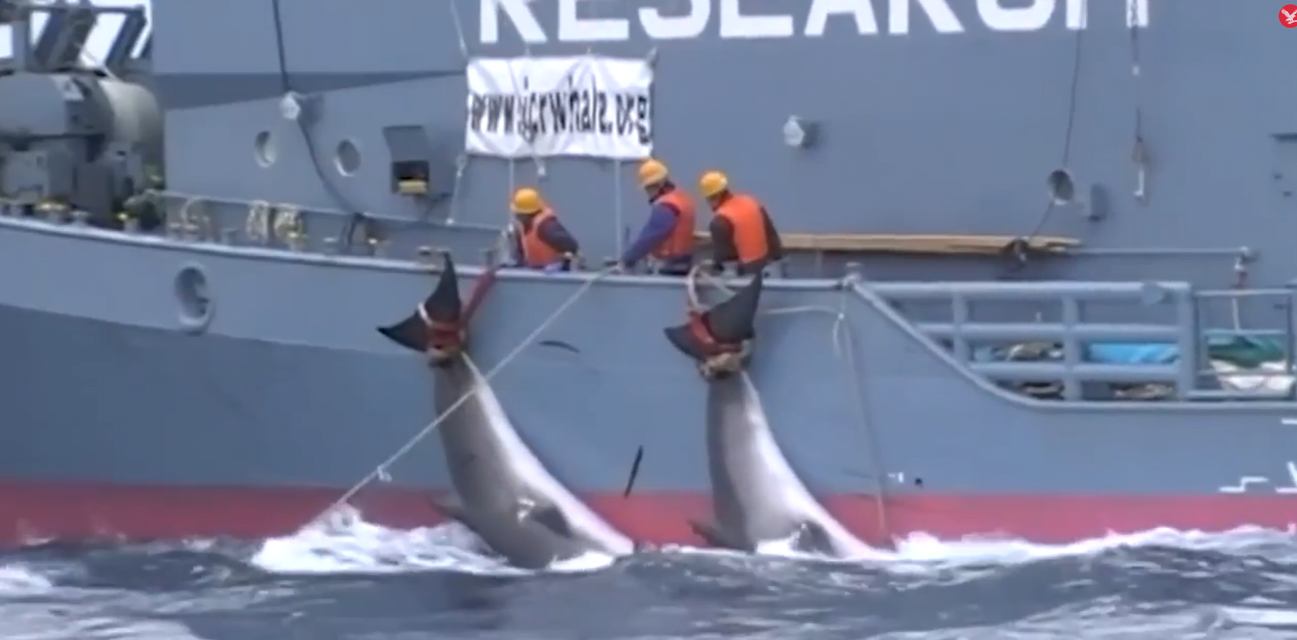 Իսլանդիայի իշխանությունները մտադիր են սպանել ավելի քան 2000 կետի