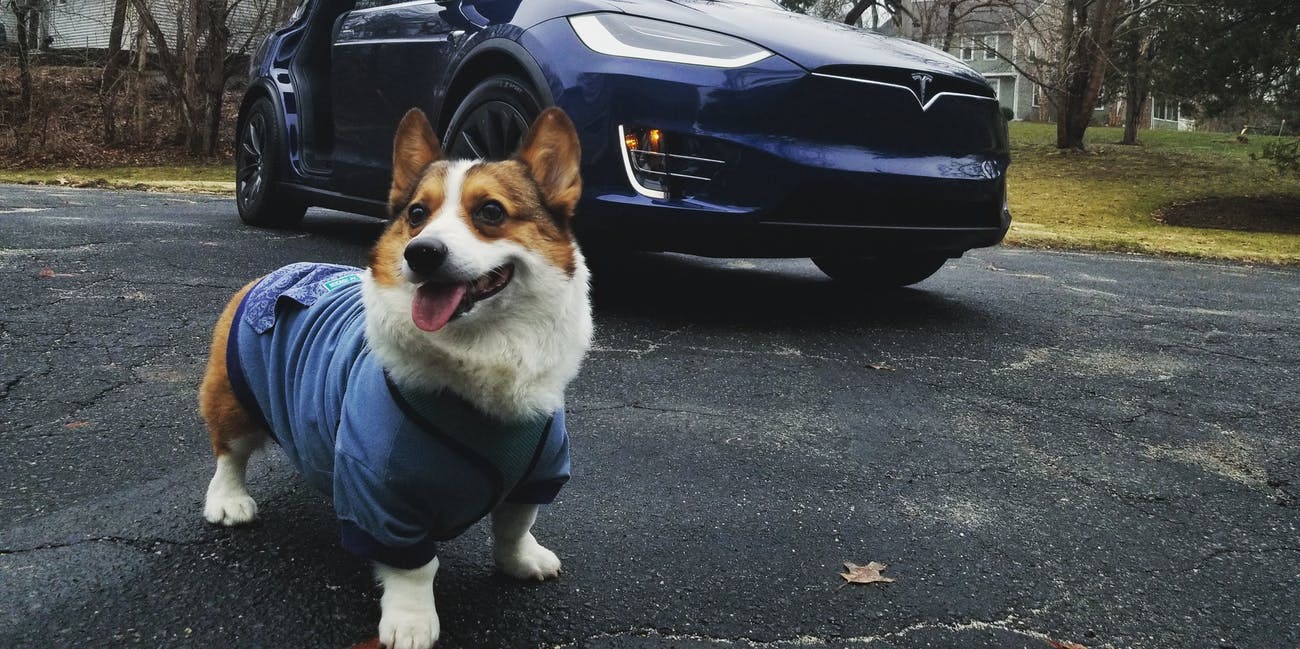 Tesla-ի մեքենաներում «շան ռեժիմ» և «ժամապահի ռեժիմ» գործառույթներ են ավելացվել