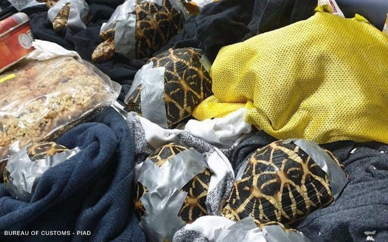 Ֆիլիպինյան օդանավակայանում ճամպրուկում կենդանի կրիաներ են հայտնաբերվել