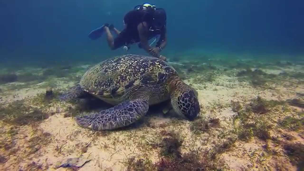 Փոթիում հսկայական չափերի հասնող կրիա են հայտնաբերել