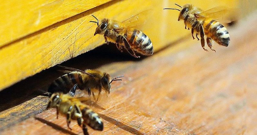 Վեց մարզերում սկսվել է մեղուների վարրոատոզ հիվանդության դեմ կենսապատրաստուկի բաշխման գործընթացը