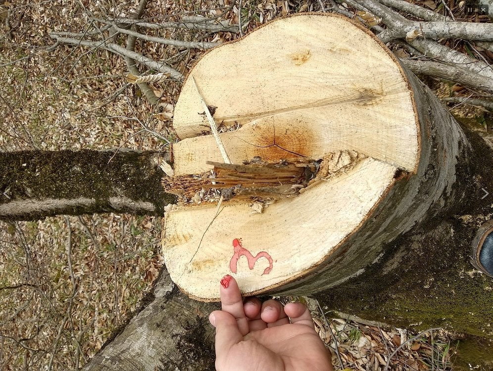 «Հայանտառ» ՊՈԱԿ-ի անտառտնտեսություններում ապօրինի ծառահատումներ են hայտնաբերվել