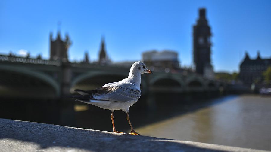 Լոնդոնում ծովաորորն իրեն թղթակցի դերում է փորձել