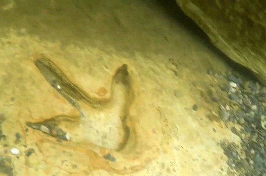 Նոր Զելանդիայում հայտնաբերվել են դարեր առաջ անհետացած թռչնի հետքեր