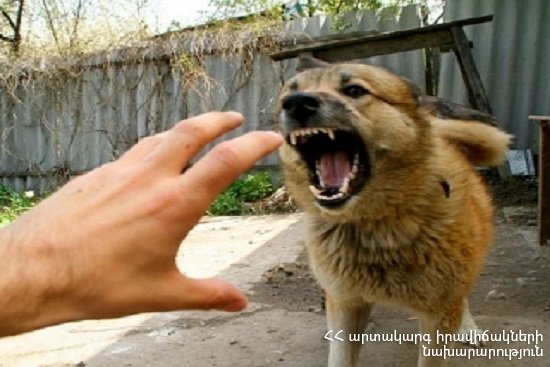 Բնակիչներին անհանգստացնող շունը տեղափոխվել է անվտանգ տարածք